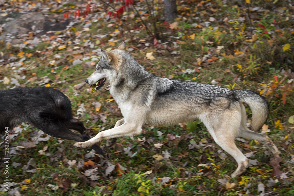 Naklejka premium Grey Wolf (Canis lupus) Chases Black With Leaves in His Mouth