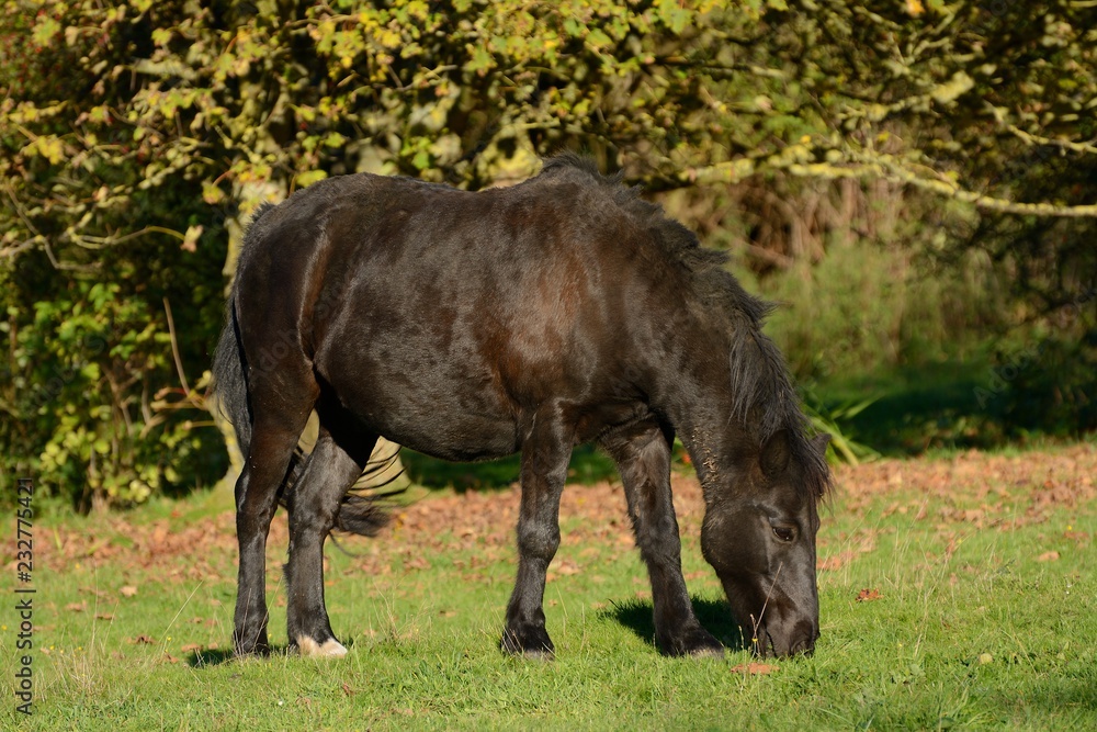 A brown unkempt horse/pony grazing contentedly in an English field. A brown unkempt horse/pony grazing contentedly in an English field.