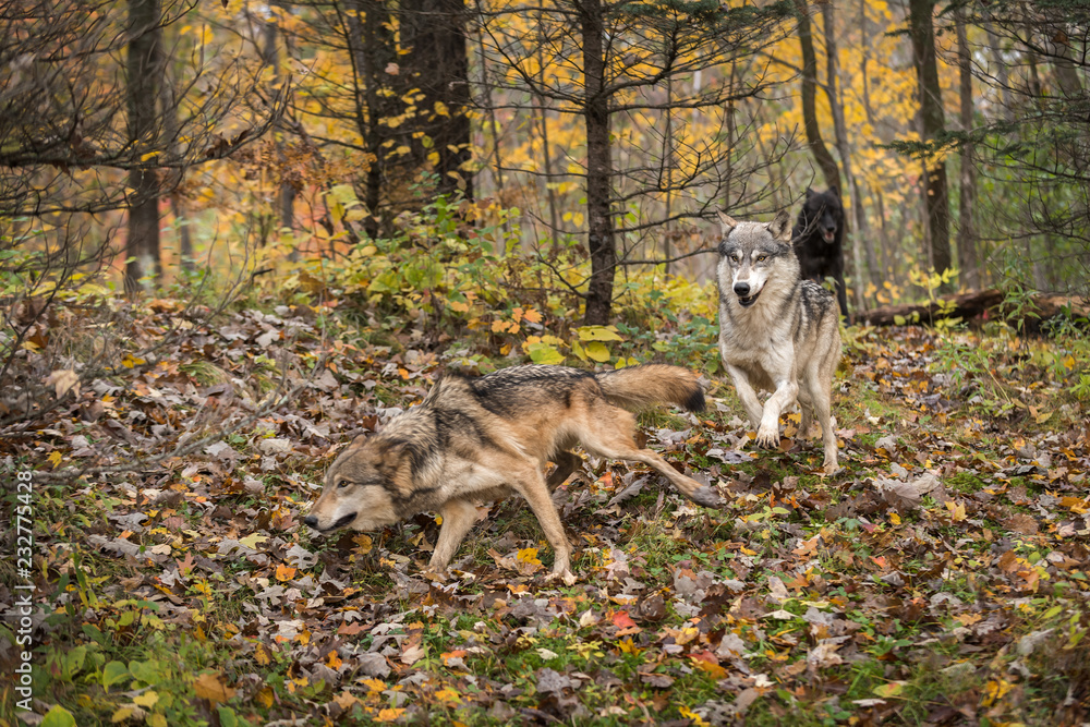 Naklejka premium Grey Wolves (Canis lupus) Run Through the Autumn Woods
