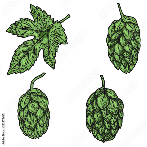 Set of beer hop illustrations in engraving style. Design element for logo, label, emblem, sign, poster.