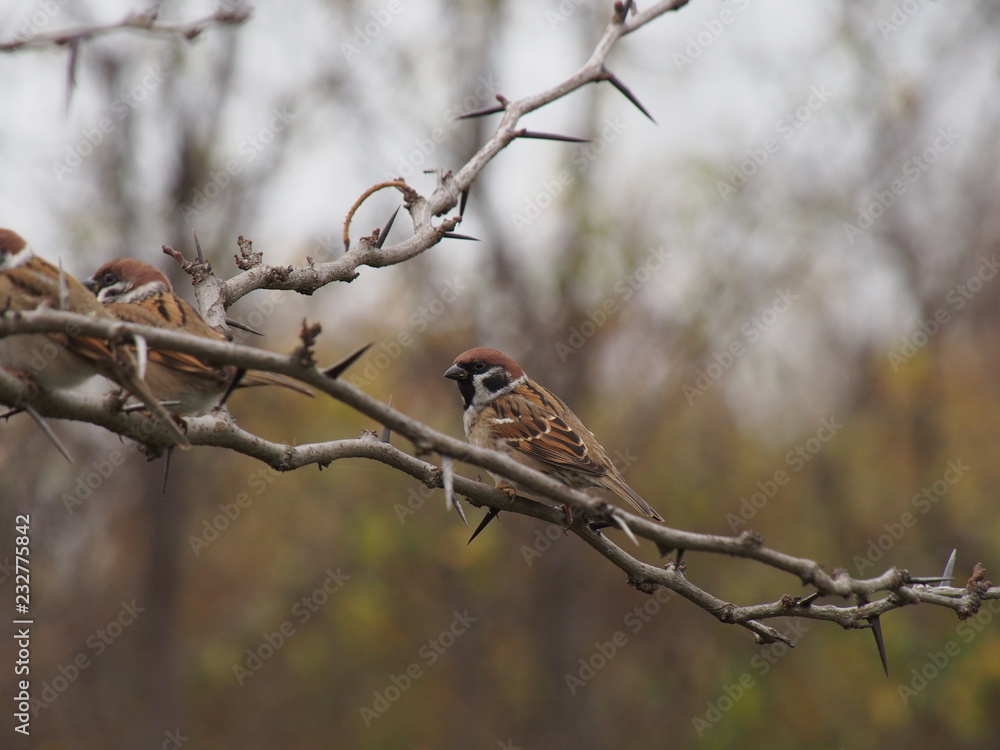 cute sparrow on the prickly branches of a tree cute sparrow on the prickly branches of a tree