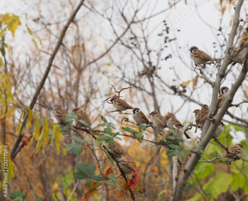 a flock of sparrows in the autumn park © Serg