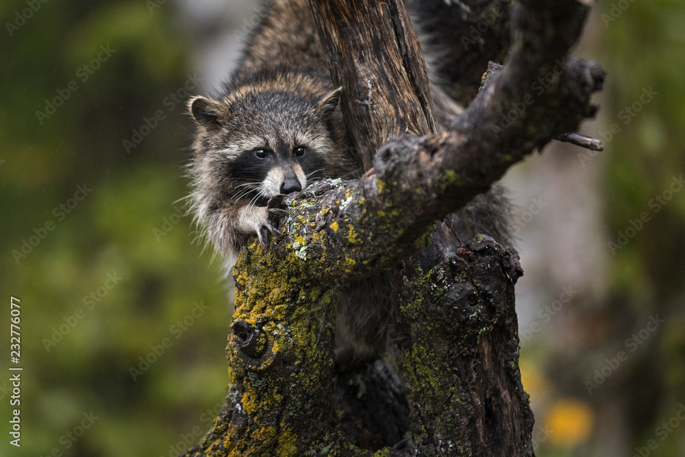 Raccoon (Procyon lotor) Looks Out Clinging to Tree