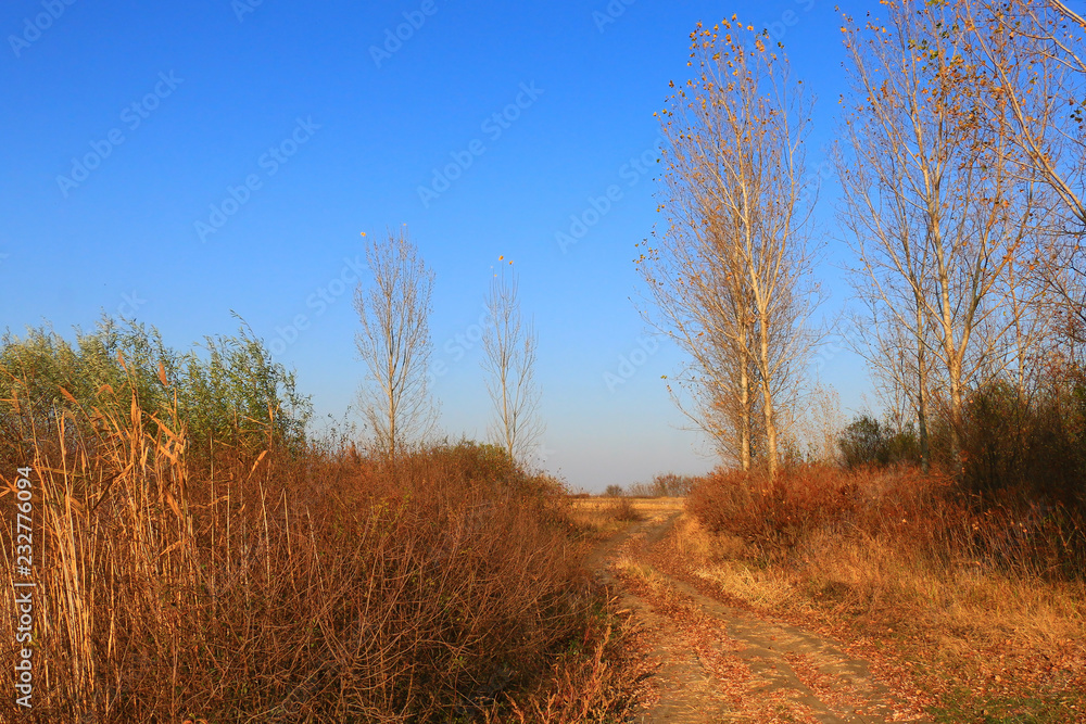 Obraz premium Beautiful Fall scene