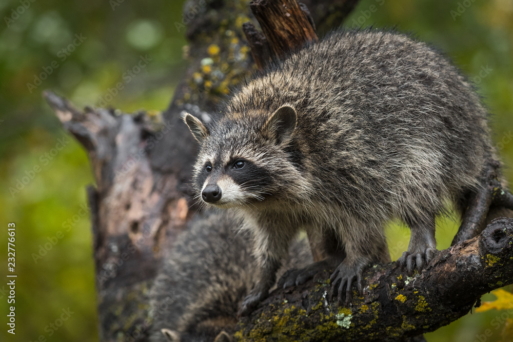 Obraz premium Raccoon (Procyon lotor) Stands on Tree Branch