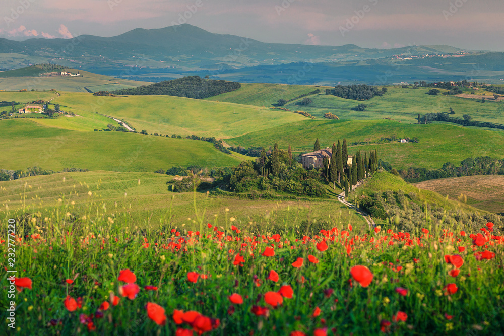Wonderful red poppies blossom on meadows in Tuscany, Pienza, Italy