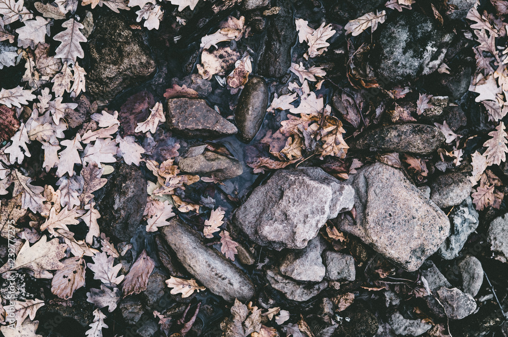 stones in forest stones in forest