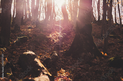 forest
