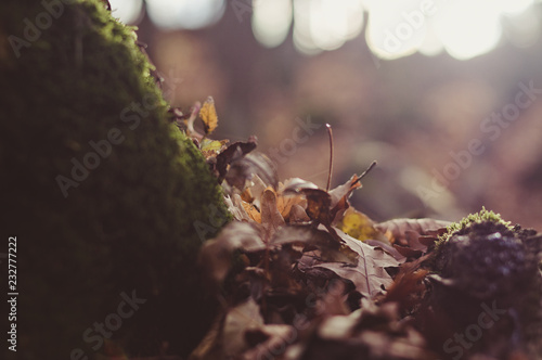 the leaves in the forest © vlad