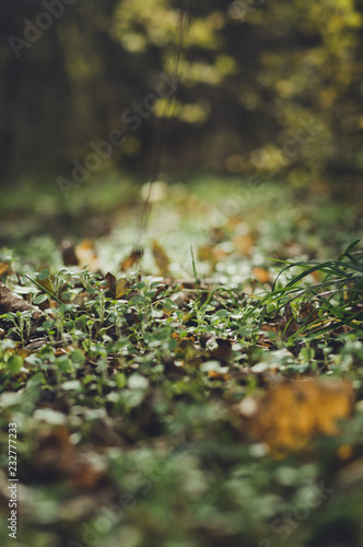grass in forest