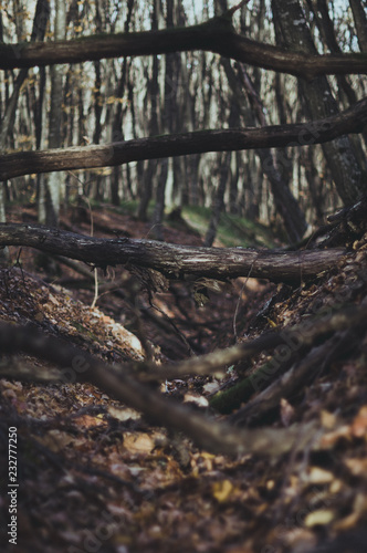 tree in the forest