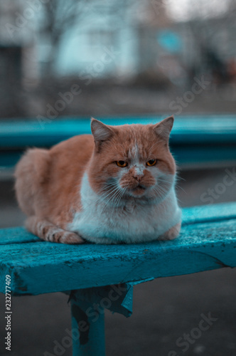 cat 