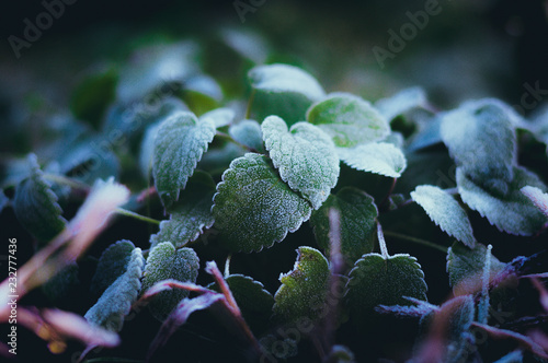 frost on the leaves