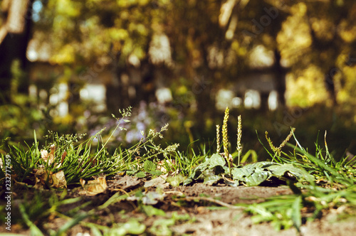 grass
