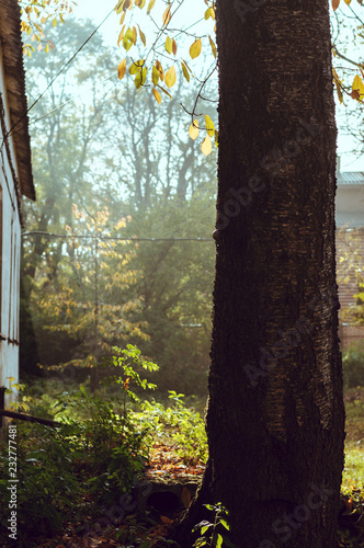 trees in the autumn