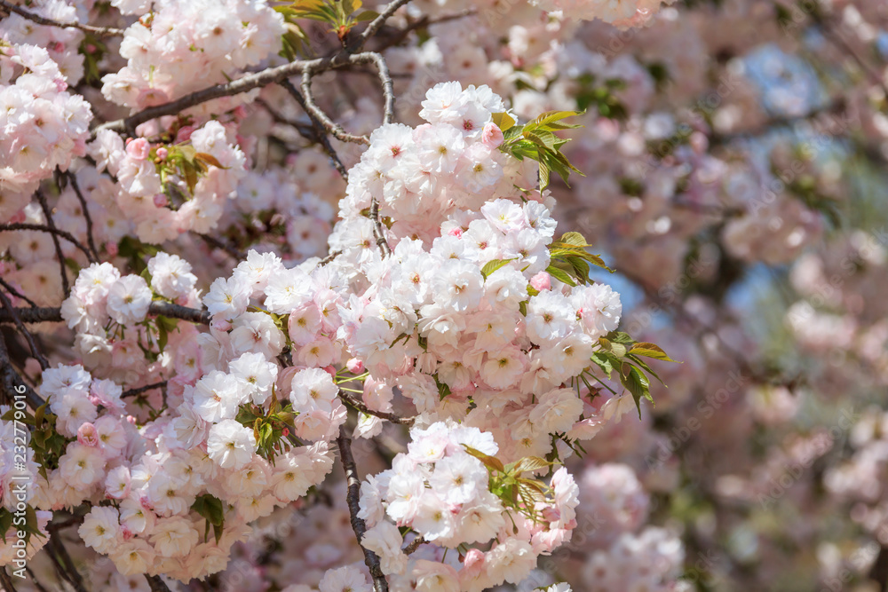 Double cherry blossoms in full bloom - Spring of Japan - Double cherry blossoms in full bloom - Spring of Japan -