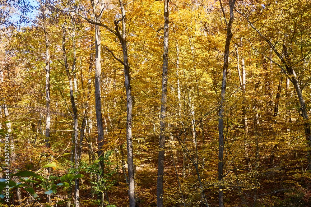 Trees and shrubs with yellow and green leaves on the mountainside, in the autumn forest. This golden autumn. Fabulous landscape of the magical forest on the Caucasus mountain range.