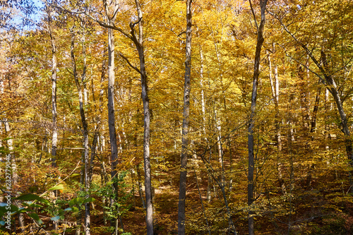 Trees and shrubs with yellow and green leaves on the mountainside, in the autumn forest. This golden autumn. Fabulous landscape of the magical forest on the Caucasus mountain range.