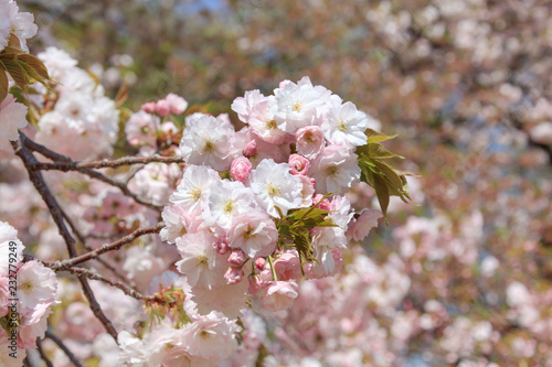 Double cherry blossoms in full bloom - Spring of Japan - photo