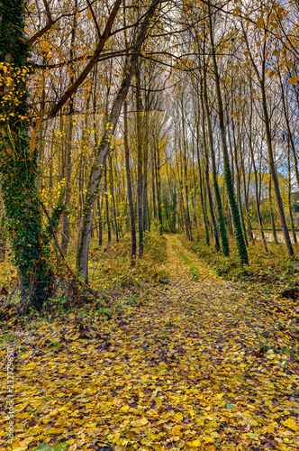Fallen leaves cover forest dirt road in autumn season.