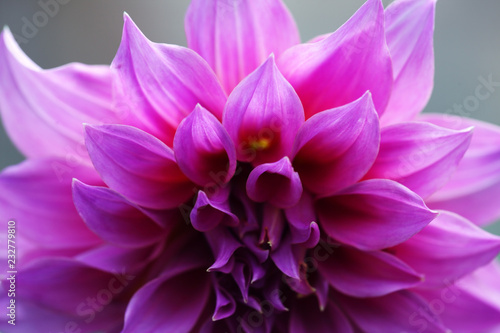 close up texture of purple dahlia flower