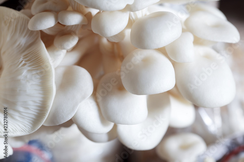 close up of white mushroom background