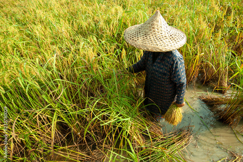 famer harvest rice plant photo