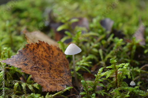 A small fungus next to a leaf in the autumn forest