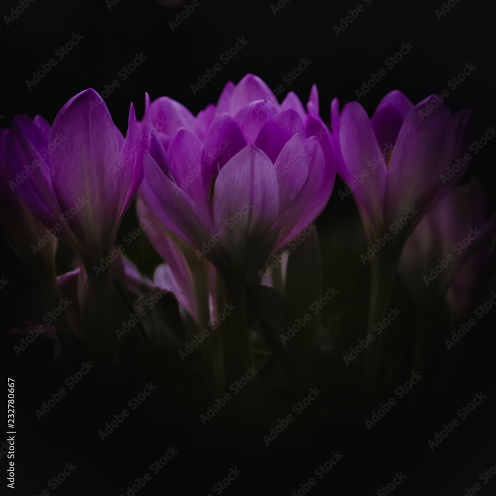 Fototapeta premium beauty in nature