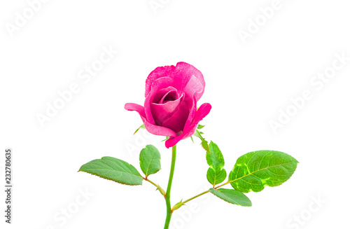 Pink rose isolated on white background