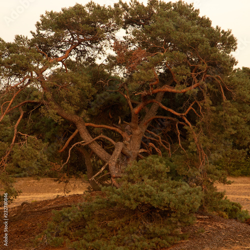 Scots pine (Pinus sylvestris) in evening light, Maasduinen National Park, Limburg, Netherlands