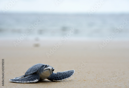 baby Turtle on Beach
