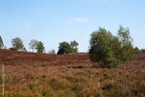 Withered heath due to hot dry summer, Maasduinen National Park, Limburg, Netherlands