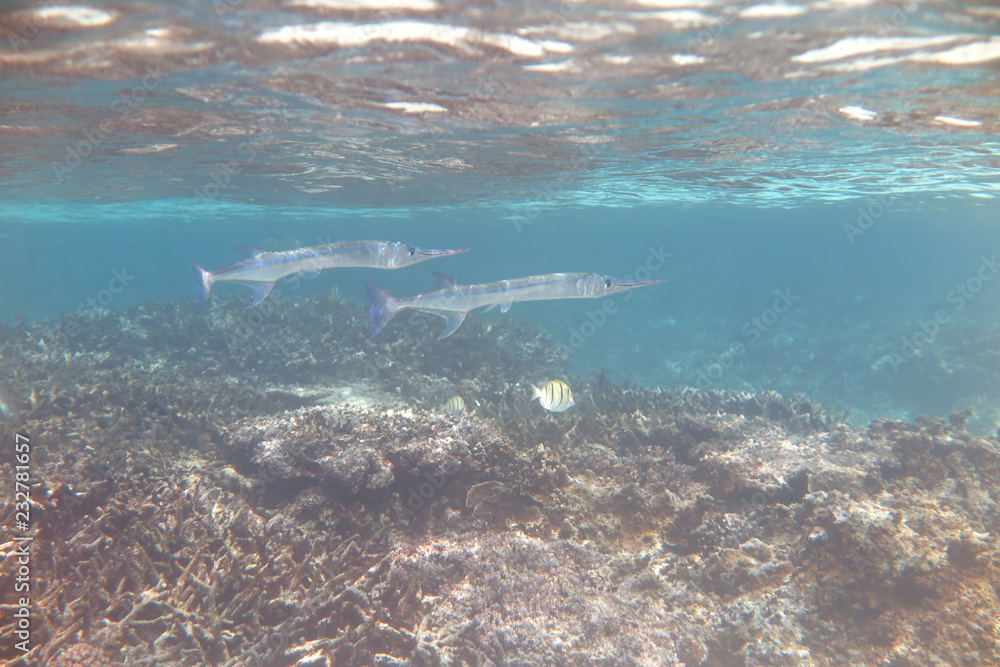 Obraz premium Underwater Fiji