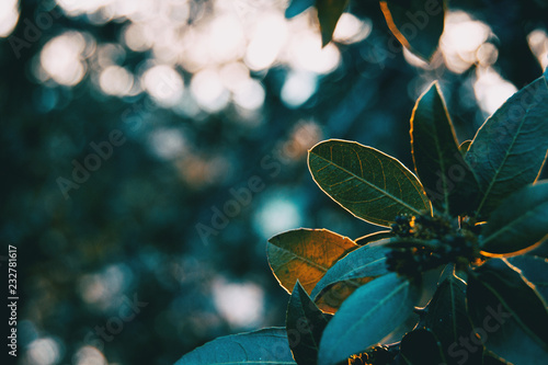 Green leaves of ligustrum lucidum photo