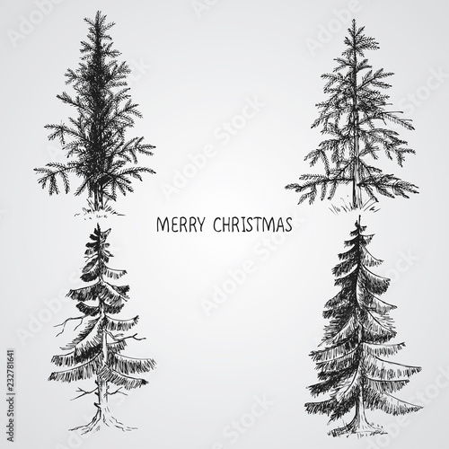 Pine trees. Christmas trees realistic hand drawn vector set, isolated over white