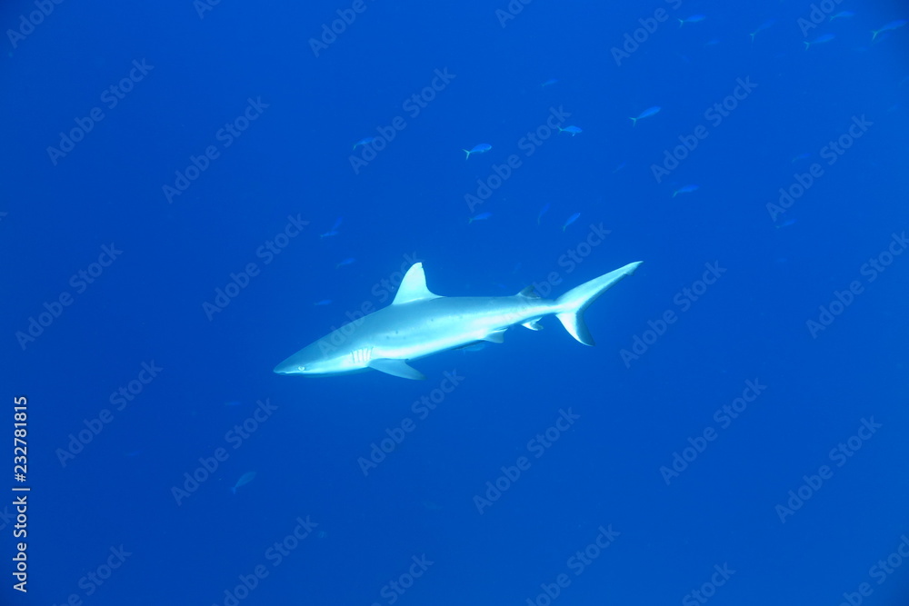 Fototapeta premium Underwater Fiji