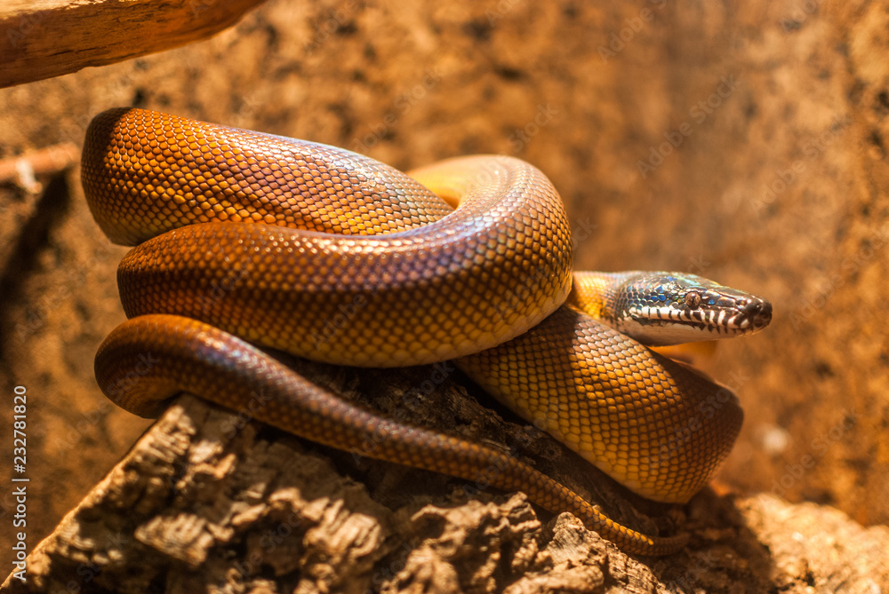 Fototapeta premium Weißlippenpython (Leiopython albertisii)