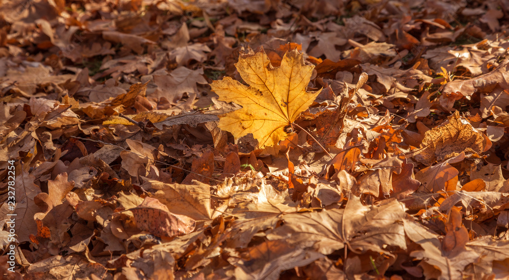 Beautiful autumn landscape with yellow trees and sun. Colorful foliage in the park. Falling leaves natural background Beautiful autumn landscape with yellow trees and sun. Colorful foliage in the park. Falling leaves natural background