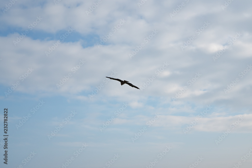 Black Kite Flying in the Sky