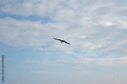 Black Kite Flying in the Sky