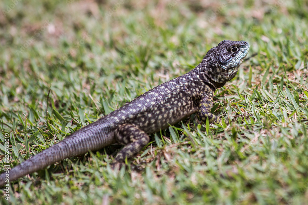 Pequeno lagarto selvagem azul na grama verde do parque em busca de alimento Pequeno lagarto selvagem azul na grama verde do parque em busca de alimento