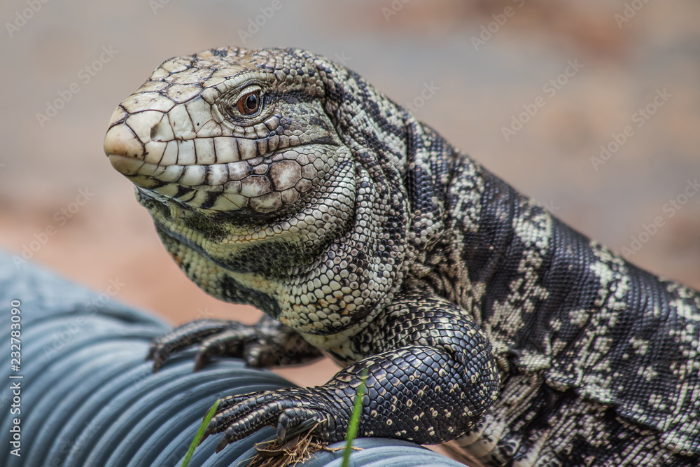 Obraz premium Iguana réptil gigante dragão da atualidade em busca de seurança e alimento