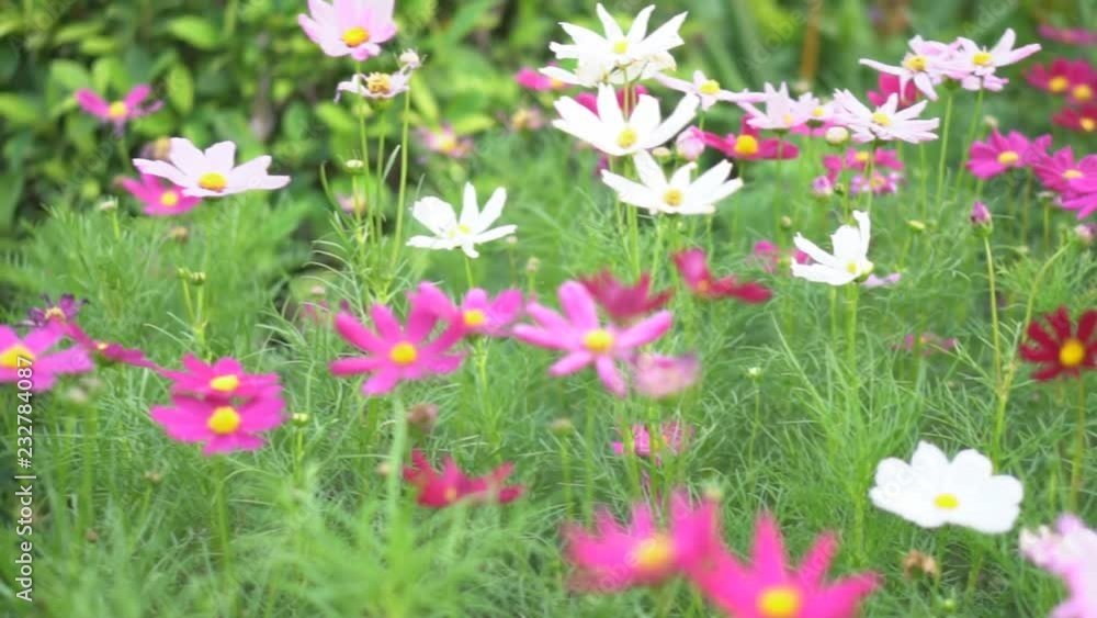 cosmos pink and white blooming flower with green leaves or leaf on nature garden or beautiful meadow and winter blossom or flora festival on slow and motion pan cosmos pink and white blooming flower with green leaves or leaf on nature garden or beautiful meadow and winter blossom or flora festival on slow and motion pan
