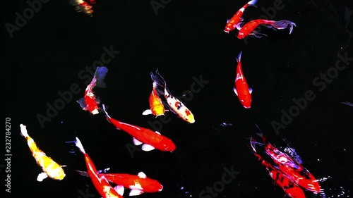 Animals Koi, Fancy carps fish are swimming in water