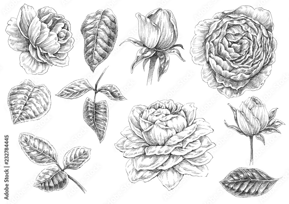 Obraz Czarno-biała ilustracja: Róże