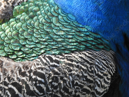 Fototapeta Naklejka Na Ścianę i Meble -  Peacock plumage multicolored