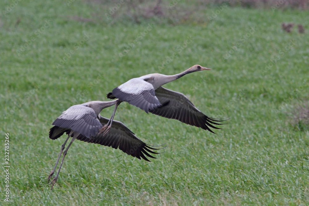 Fototapeta premium Common Crane (Grus grus), Greece