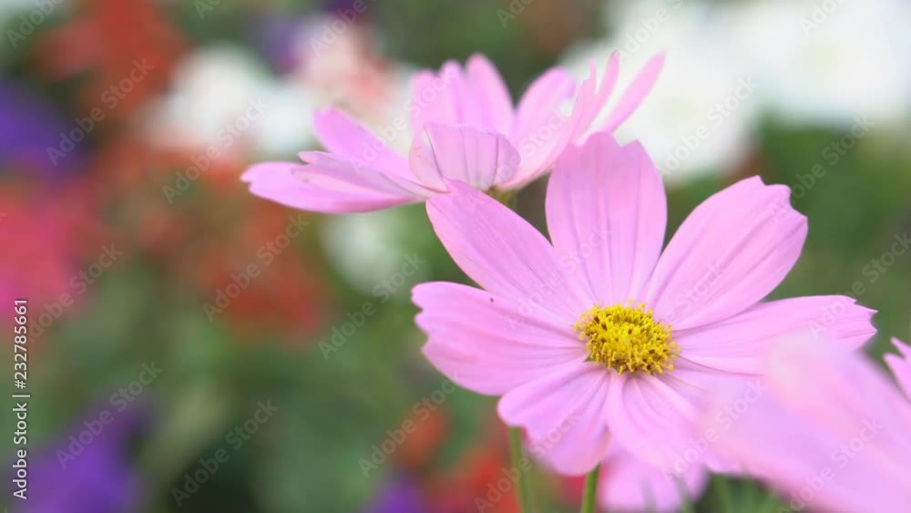 cosmos pink blooming flower with green leaves or leaf on nature garden or beautiful meadow and winter blossom or flora festival on 4K and motion wind with closeup cosmos pink blooming flower with green leaves or leaf on nature garden or beautiful meadow and winter blossom or flora festival on 4K and motion wind with closeup