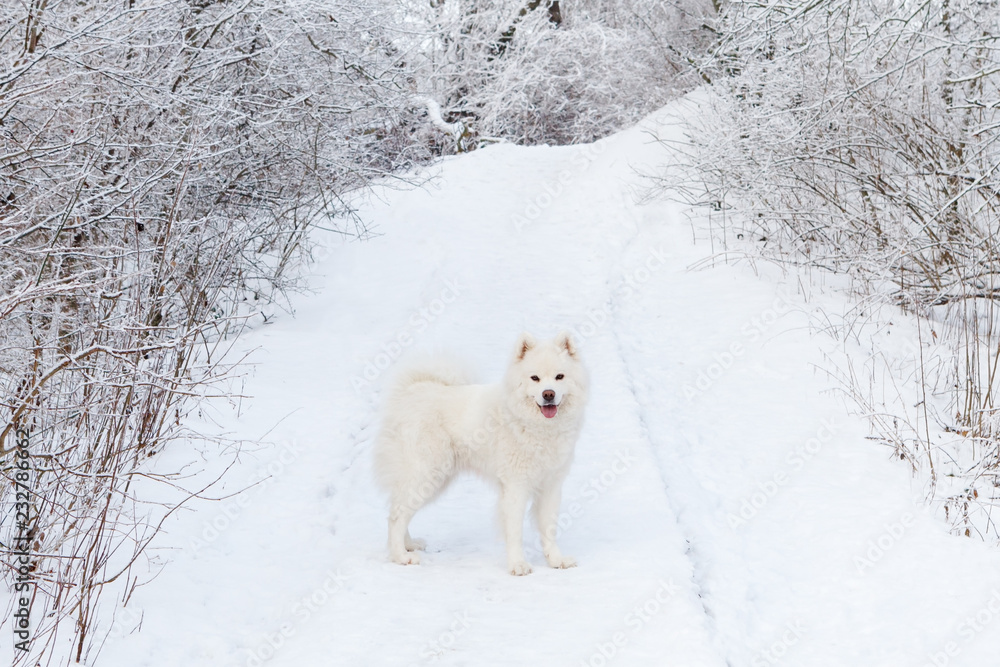 White, fluffy dog Samoyed walks through the winter forest.